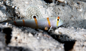 North Sulawesi-2018-DSC04522_rc- Randalls shrimpgoby - Gobie de Randall - Amblyeleotris randalli
